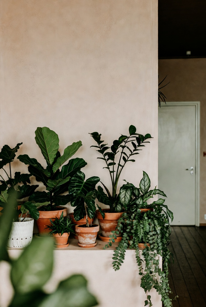 Plant soil and potting mix