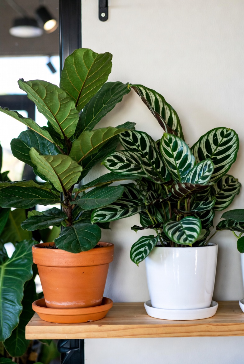 Proper watering technique for plants